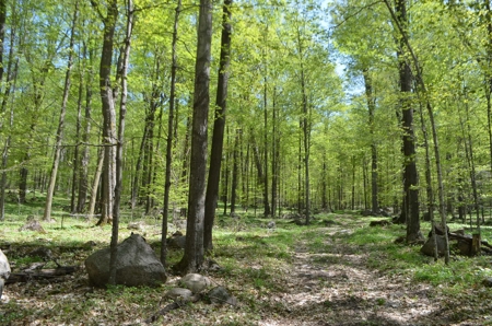 Quality wooded/hunting/building parcel Shawano County - image 40