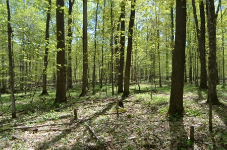 Quality wooded/hunting/building parcel Shawano County - image 24