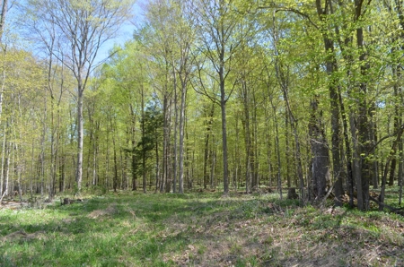 Quality wooded/hunting/building parcel Shawano County - image 2
