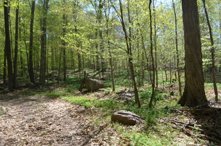 Quality wooded/hunting/building parcel Shawano County - image 13