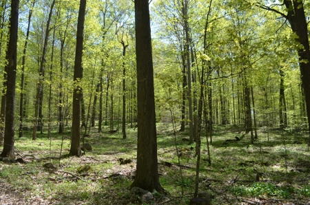 Quality wooded/hunting/building parcel Shawano County - image 20