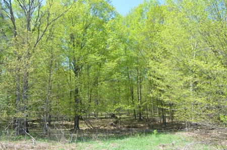 Quality wooded/hunting/building parcel Shawano County - image 47
