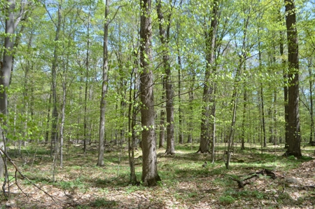 Quality wooded/hunting/building parcel Shawano County - image 30