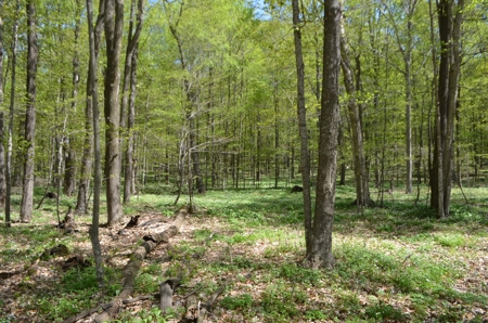 Quality wooded/hunting/building parcel Shawano County - image 9