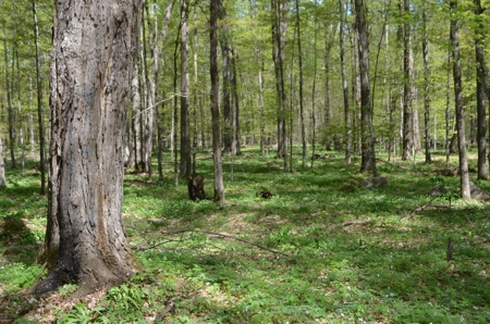 Quality wooded/hunting/building parcel Shawano County - image 21