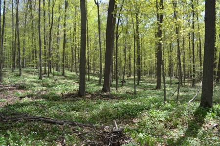 Quality wooded/hunting/building parcel Shawano County - image 3
