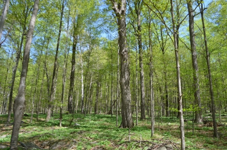 Quality wooded/hunting/building parcel Shawano County - image 15