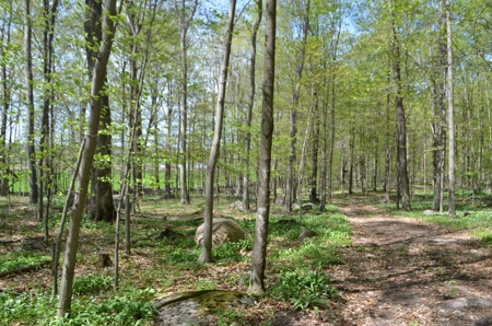 Quality wooded/hunting/building parcel Shawano County - image 14