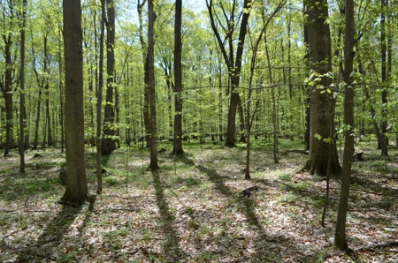 Quality wooded/hunting/building parcel Shawano County - image 28