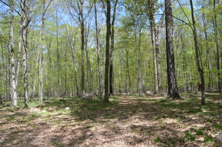 Quality wooded/hunting/building parcel Shawano County - image 26