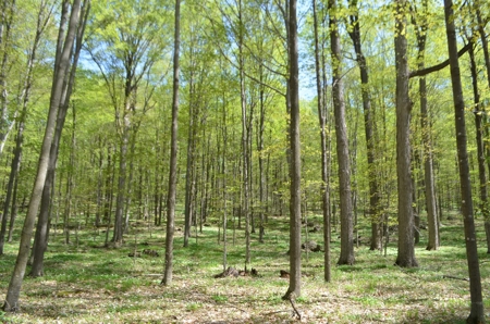 Quality wooded/hunting/building parcel Shawano County - image 12