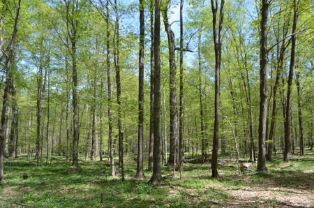 Quality wooded/hunting/building parcel Shawano County - image 23