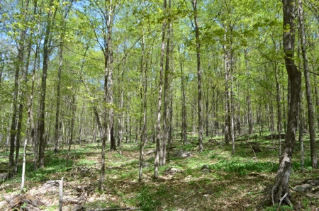 Quality wooded/hunting/building parcel Shawano County - image 39