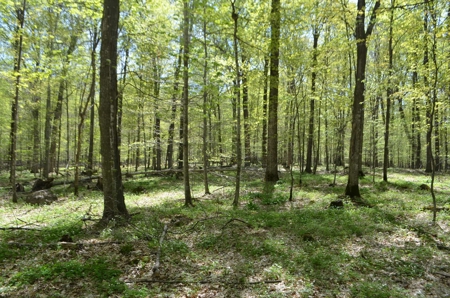 Quality wooded/hunting/building parcel Shawano County - image 25