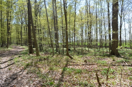 Quality wooded/hunting/building parcel Shawano County - image 6