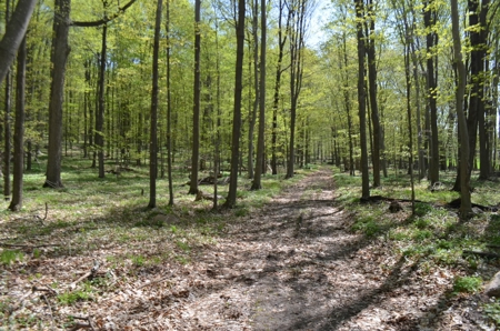 Quality wooded/hunting/building parcel Shawano County - image 10