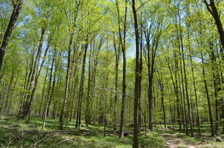 Quality wooded/hunting/building parcel Shawano County - image 19