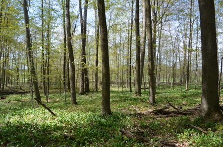 Quality wooded/hunting/building parcel Shawano County - image 5