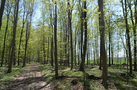 Quality wooded/hunting/building parcel Shawano County - image 11