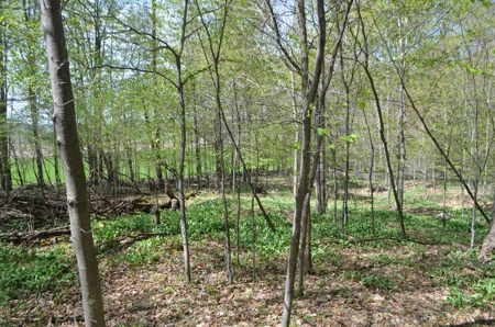 Quality wooded/hunting/building parcel Shawano County - image 37