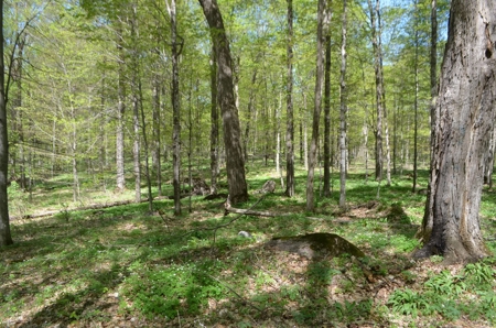 Quality wooded/hunting/building parcel Shawano County - image 22