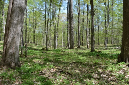Quality wooded/hunting/building parcel Shawano County - image 32