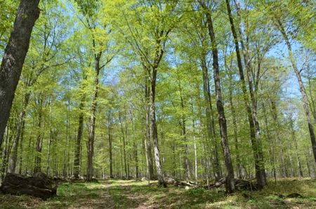 Quality wooded/hunting/building parcel Shawano County - image 1
