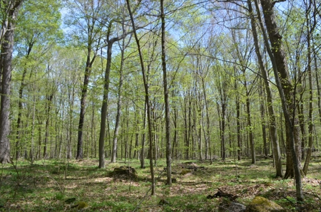Quality wooded/hunting/building parcel Shawano County - image 34