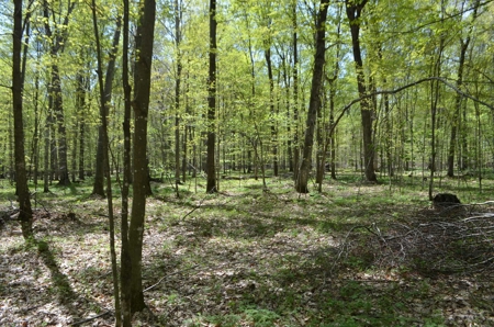 Quality wooded/hunting/building parcel Shawano County - image 31
