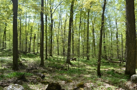 Quality wooded/hunting/building parcel Shawano County - image 16