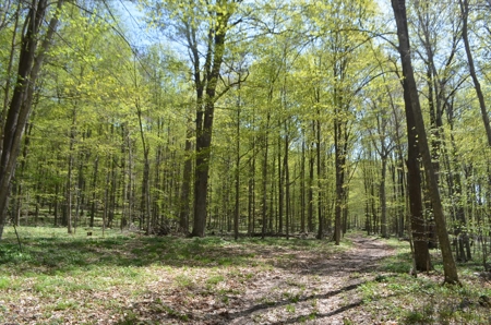 Quality wooded/hunting/building parcel Shawano County - image 8