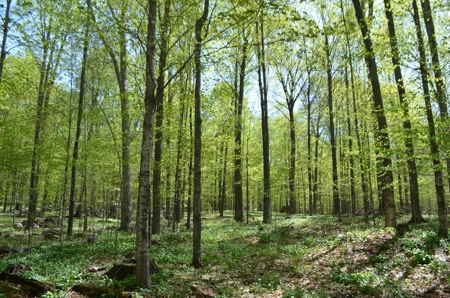 Quality wooded/hunting/building parcel Shawano County - image 38