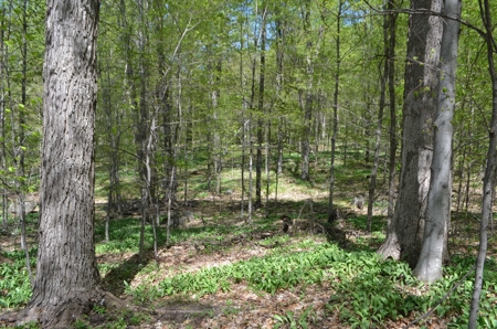 Quality wooded/hunting/building parcel Shawano County - image 36