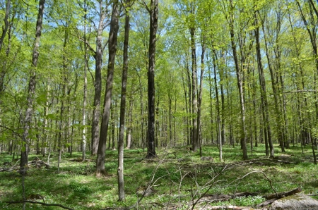Quality wooded/hunting/building parcel Shawano County - image 17