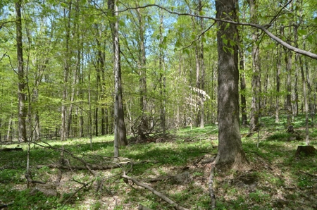 Quality wooded/hunting/building parcel Shawano County - image 18
