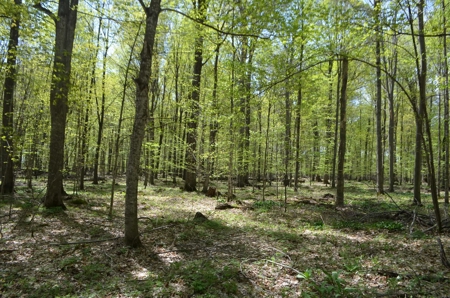 Quality wooded/hunting/building parcel Shawano County - image 35