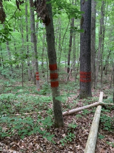 Building Site On Kerr Lake, VA - image 12