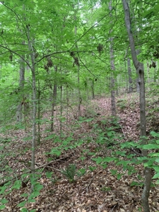 Building Site On Kerr Lake, VA - image 14