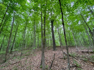 Building Site On Kerr Lake, VA - image 6