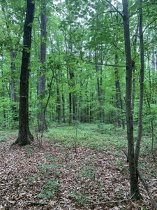 Building Site On Kerr Lake, VA - image 9