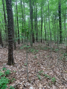Building Site On Kerr Lake, VA - image 15