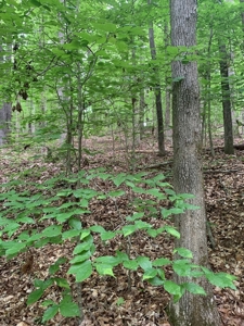 Building Site On Kerr Lake, VA - image 13
