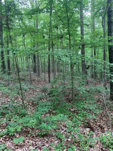 Building Site On Kerr Lake, VA - image 10