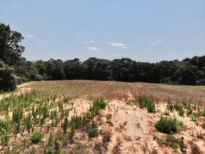 Homesite For Sale Near Enterprise Alabama- Geneva Co - image 8