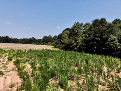 Homesite For Sale Near Enterprise Alabama- Geneva Co - image 12