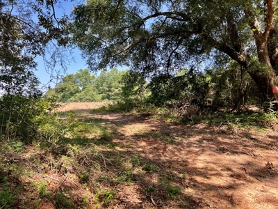 Homesite For Sale Near Enterprise Alabama- Geneva Co - image 14