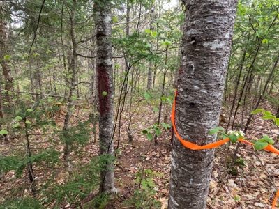 100+ Acres in Northern Maine - image 22