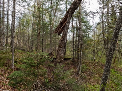 100+ Acres in Northern Maine - image 31