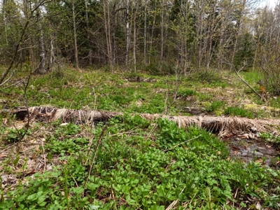 100+ Acres in Northern Maine - image 21