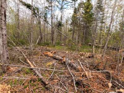 100+ Acres in Northern Maine - image 14